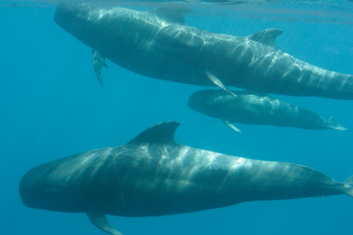 a fish swimming under water