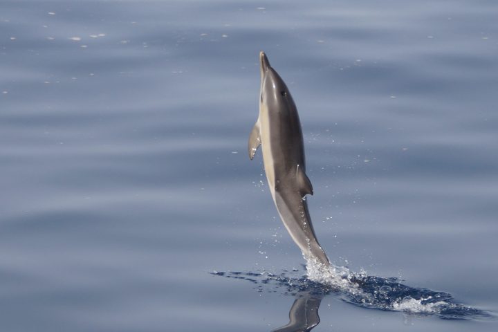 a dolphin jumping out of the water