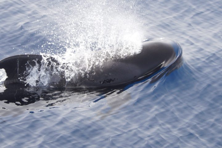 tour whales La Palma