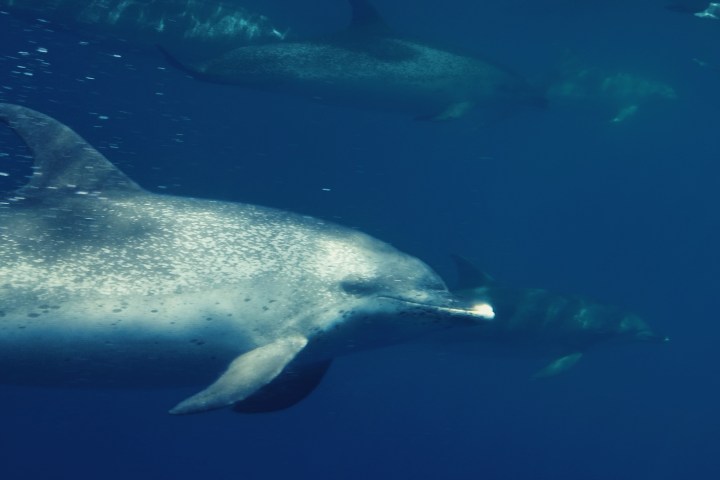 a group of fish in the water