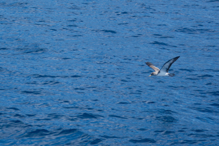 a bird flying over a body of water