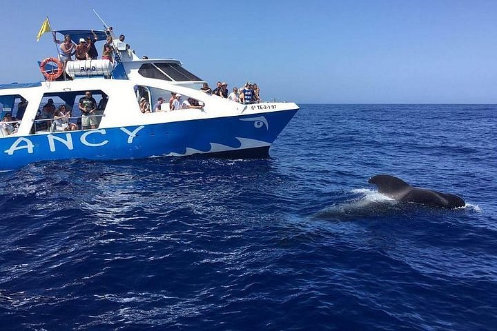 Avistamiento de delfines y ballenas en La Palma